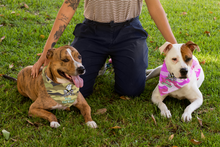 Load image into Gallery viewer, Customized Seabee Can Woof Pet Bandana